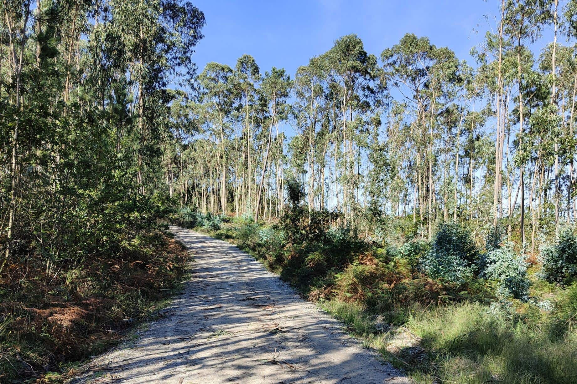 Camino Portugues
